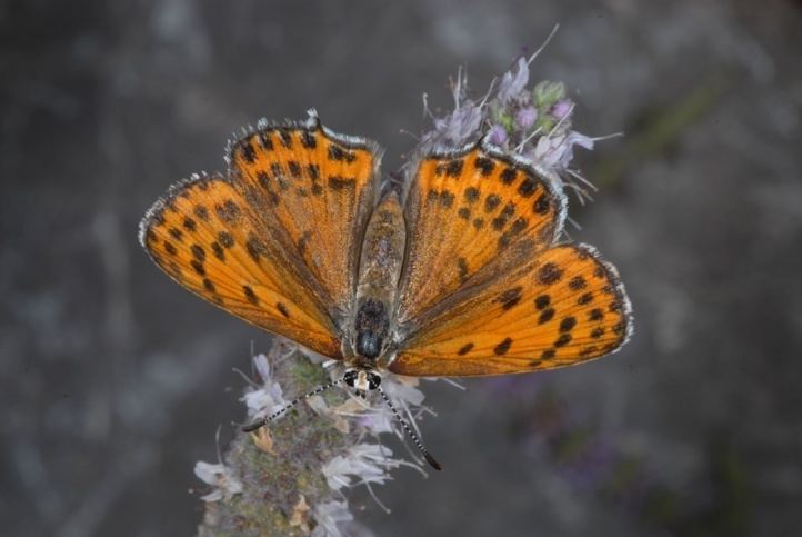 Lycaena thersamon European Lepidoptera and their ecology Lycaena thersamon
