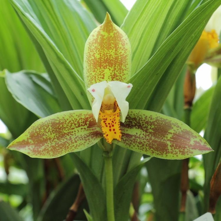 Lycaste Lycaste Wikimedia Commons