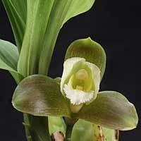 Lycaste wwwaosorgAOSmediaContentImagesOrchidslycas