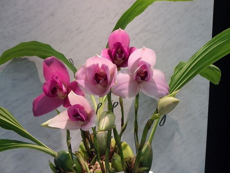 Lycaste What is your birthorchidFebruaryLycaste