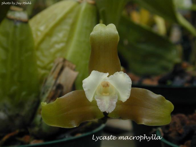 Lycaste macrophylla IOSPE PHOTOS