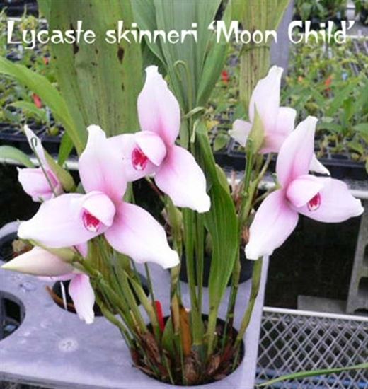 Lycaste skinneri Lycaste skinneri var rosea presented by Orchids Limited