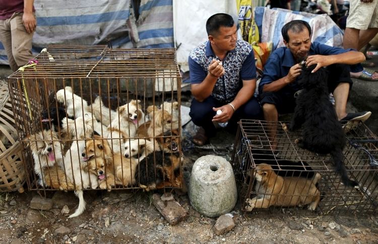 Lychee and Dog Meat Festival China39s Dog Meat Festival 10 things you need to know Graphic images