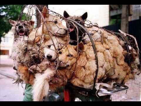 Lychee and Dog Meat Festival China39s horror dog meat fest underway despite outrage YouTube