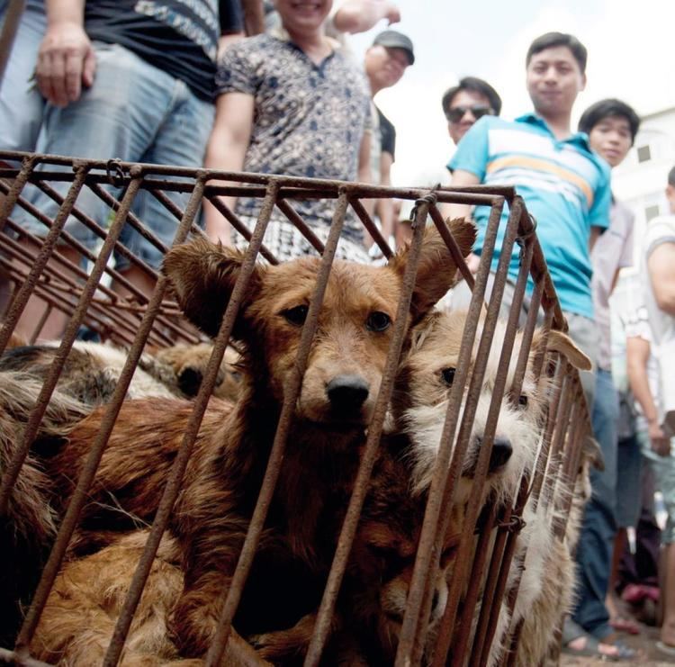 Lychee and Dog Meat Festival - Alchetron, the free social encyclopedia