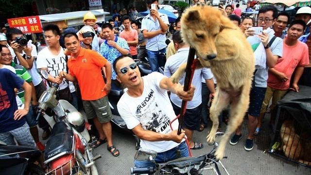 Lychee and Dog Meat Festival Dog meat festival Jewish Business NewsJewish Business News