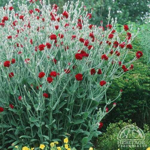 Lychnis Plant Profile for Lychnis coronaria Gardener39s World Rose Campion