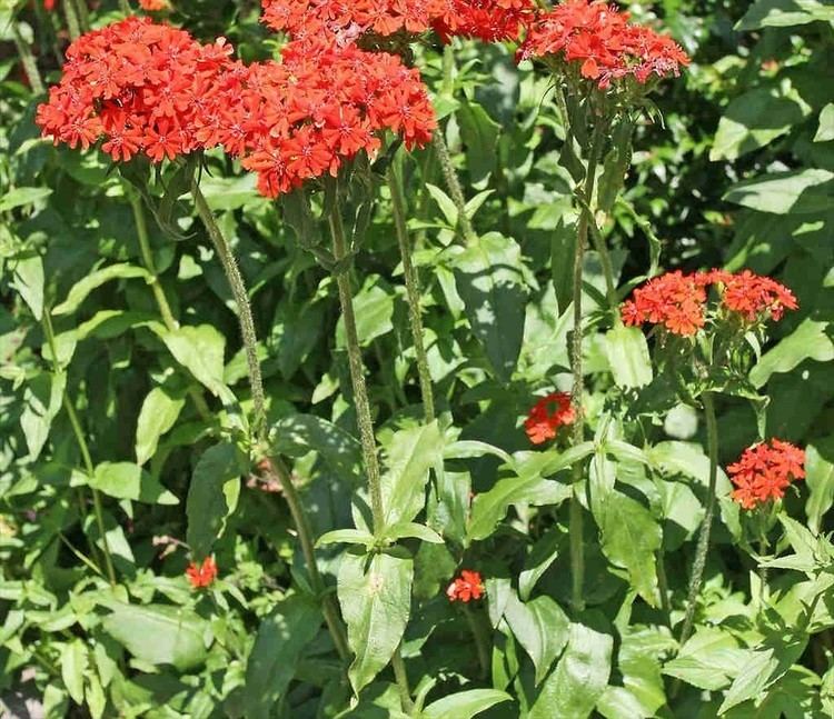 Lychnis chalcedonica Lychnis chalcedonica scarlet lychnis Go Botany