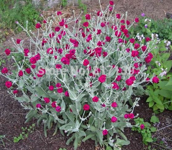 Lychnis Compare Prices on Lychnis Plants Online ShoppingBuy Low Price