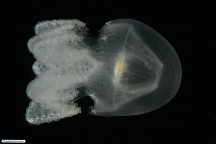 Lychnorhiza lucerna Raising Pet Jellyfish Jellyfish Species Index