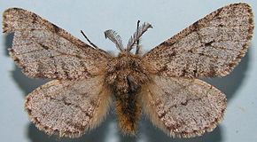 Lycia (moth) httpsuploadwikimediaorgwikipediacommonsthu