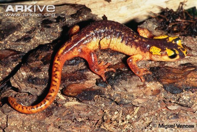 Lyciasalamandra Luschan39s salamander videos photos and facts Lyciasalamandra