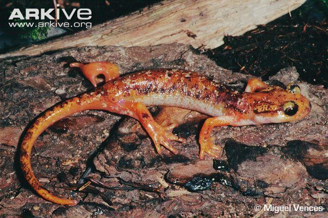 Lyciasalamandra Luschan39s salamander photo Lyciasalamandra luschani G23855 ARKive