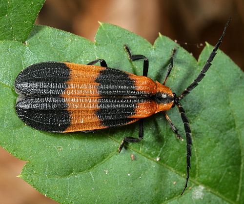 Lycidae Netwinged Beetles Family Lycidae iNaturalistorg