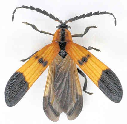 Lycidae Lycidae Calopteron Calopteron terminale BugGuideNet