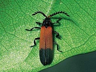 Lycidae Lycidae netwinged beetles