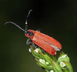 Lycidae Lycidae Wikipedia la enciclopedia libre