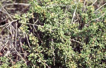 Lycium californicum Estuary Marsh and Coastal Dune Plants