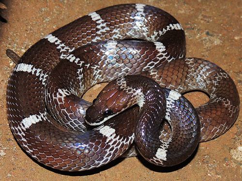 Lycodon aulicus FileIndian wolf snake Lycodon aulicus Photograph By Shantanu