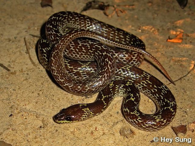 Lycodon aulicus Reptile of Hong Kong