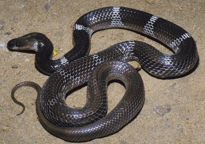 Lycodon aulicus CalPhotos Lycodon aulicus Common Wolf Snake