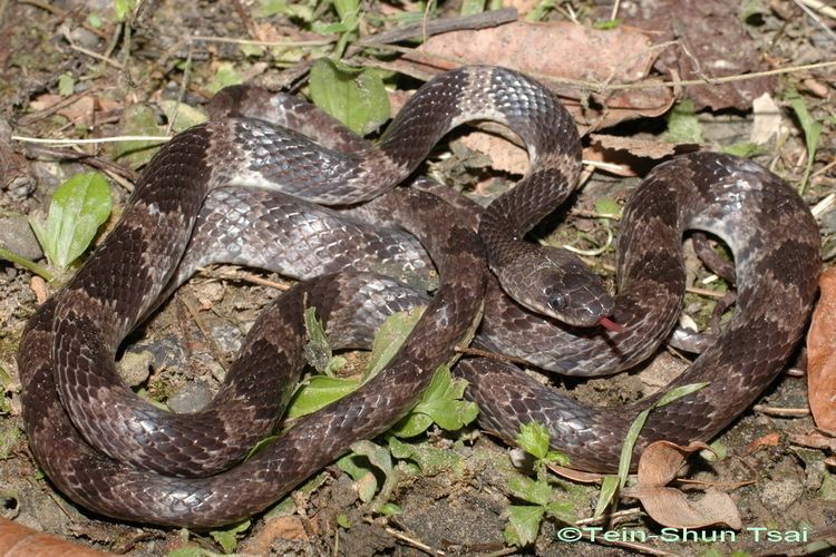 Lycodon Lycodon ruhstrati ruhstrati Formosa Wolf Snake