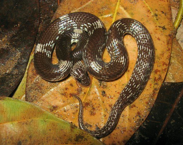 Lycodon striatus CalPhotos Lycodon striatus Wolf Snake