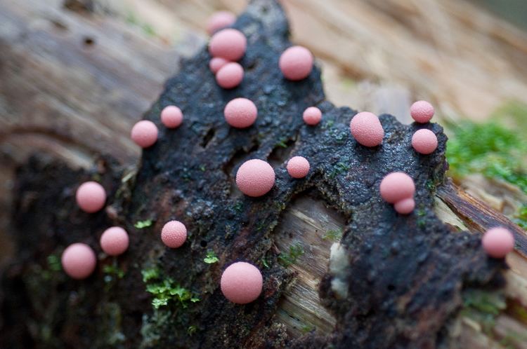 Lycogala epidendrum Lycogala epidendrum also known as wolf39s milk slime Lycogala