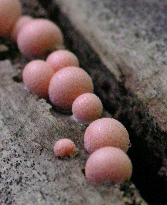 Lycogala lycogala epidendrum