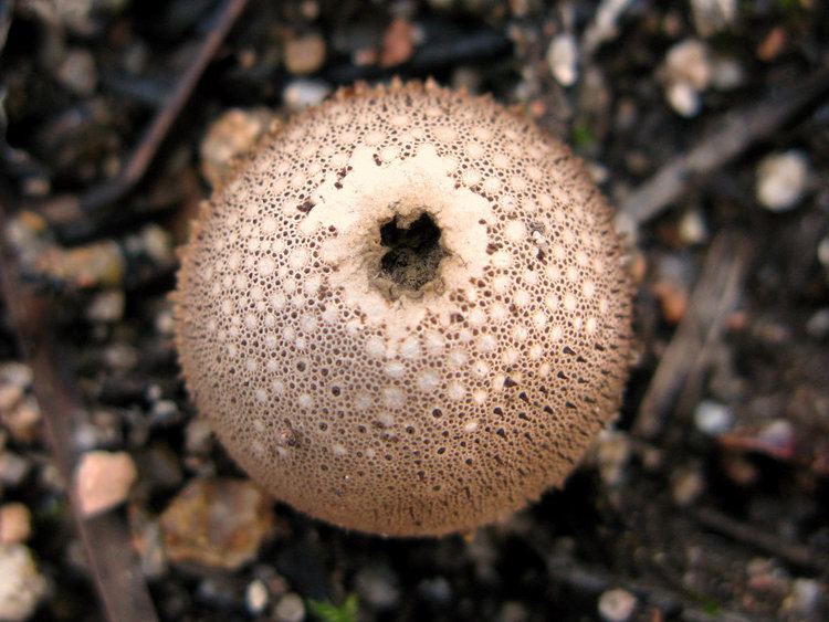 Lycoperdales The World39s most recently posted photos of lycoperdales Flickr