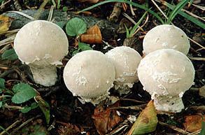 Lycoperdon mammiforme Mushrooms Lycoperdon
