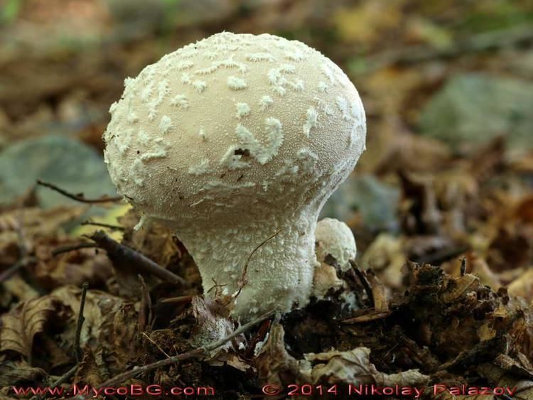 Lycoperdon mammiforme Lycoperdon mammiforme Pers Mushrooms in Bulgaria