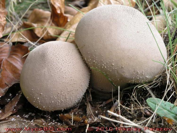 Lycoperdon molle Lycoperdon molle 1 Pers Mushrooms in Bulgaria