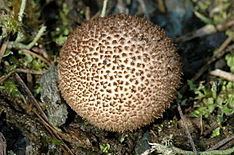 Lycoperdon nigrescens httpsuploadwikimediaorgwikipediacommonsthu