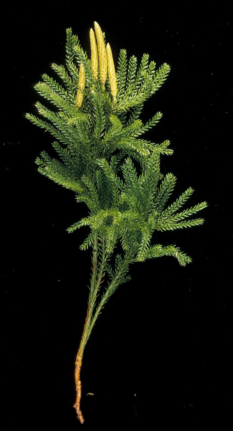 Lycopodiaceae - Alchetron, The Free Social Encyclopedia