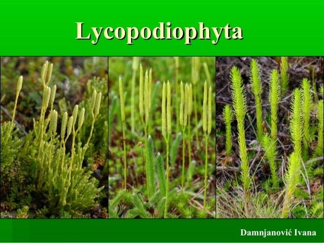 Lycopodiophyta Lycopodiophyta