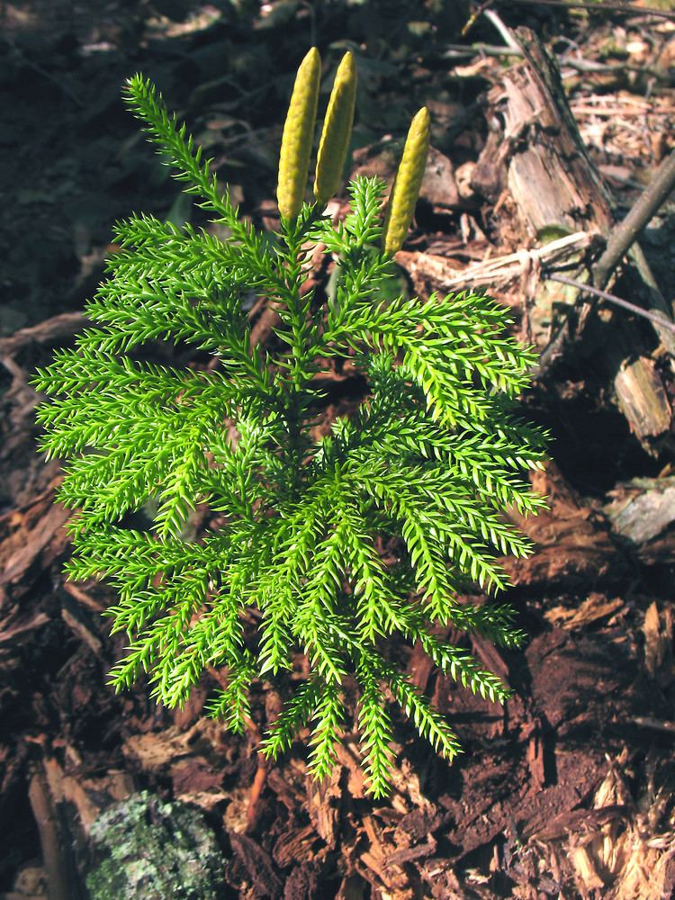 Lycopodium dendroideum Dendrolycopodium dendroideum prickly treeclubmoss Go Botany