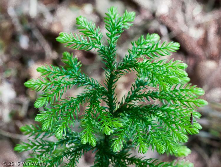 Lycopodium dendroideum Lycopodium dendroideum ground pine a clubmoss Speed River Journal
