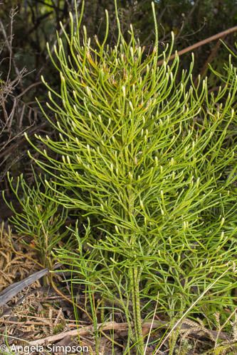 Lycopodium deuterodensum Lycopodium deuterodensum NatureWatch NZ