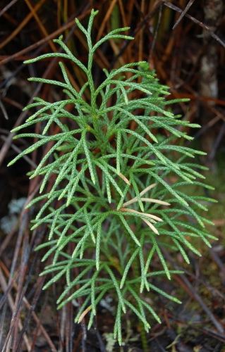Lycopodium deuterodensum Lycopodium deuterodensum Conifer Clubmoss This species i Flickr