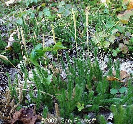 Lycopodium lagopus Pteridophytes of Wisconsin Lycopodium lagopus onecone clubmoss