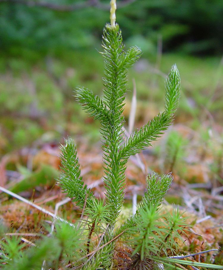 Lycopodium lagopus Lycopodium lagopus onecone clubmoss Go Botany