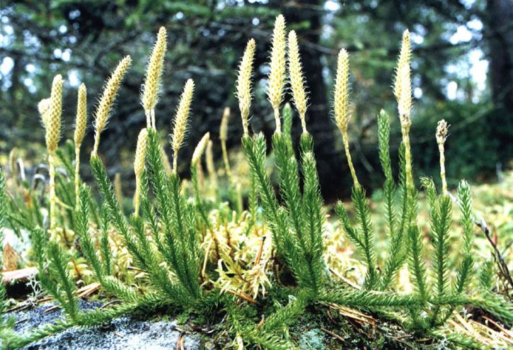 Lycopodium lagopus Lycopodium lagopus