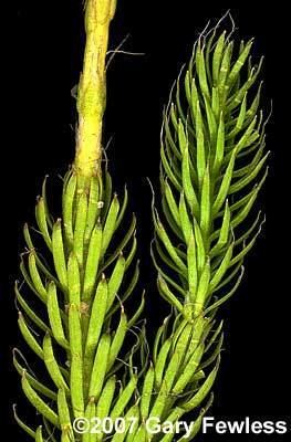 Lycopodium lagopus Pteridophytes of Wisconsin Lycopodium lagopus onecone clubmoss