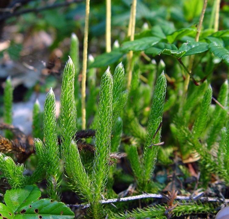 Lycopodium lagopus Lycopodium lagopus onecone clubmoss Go Botany