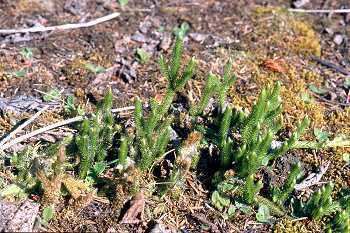 Lycopodium lagopus Online Virtual Flora of Wisconsin Lycopodium lagopus