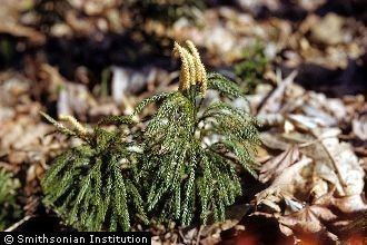 Lycopodium obscurum Plants Profile for Lycopodium obscurum rare clubmoss