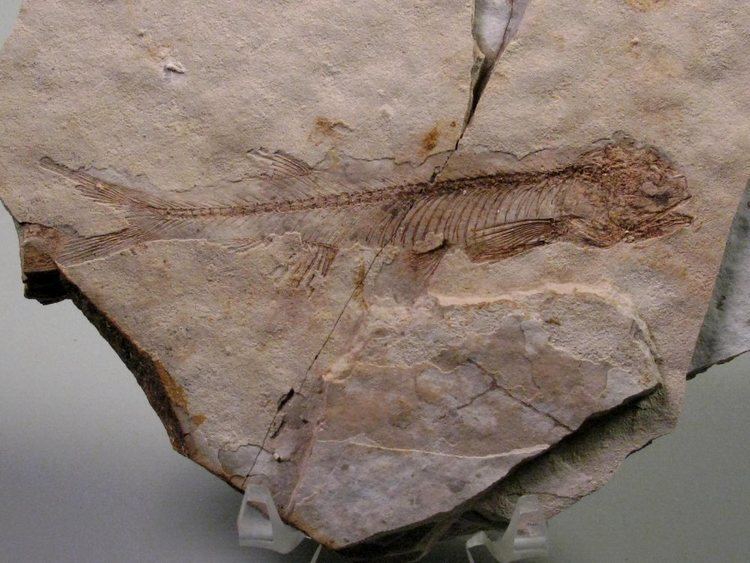 Lycoptera Lycoptera Fish Fossil