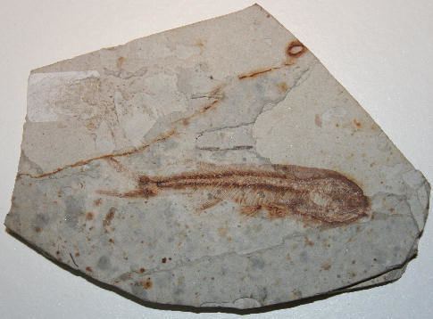 Lycoptera LYCOPTERA DAVIDI fish fossil from China