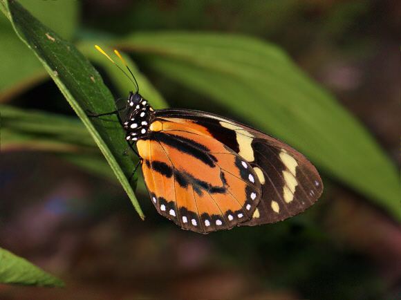 Lycorea halia Butterflies of Amazonia Lycorea halia